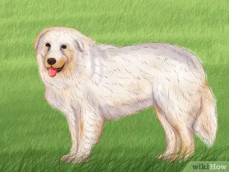 Image titled Identify a Maremma Sheepdog Step 5