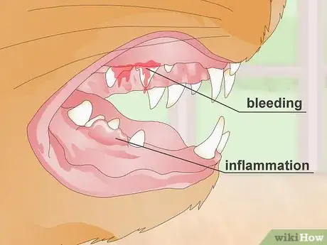 Image titled Treat Your Cat's Dental Problems Step 17