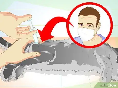 Image titled Care for Your Cat After Neutering or Spaying Step 13