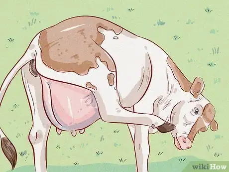 Image titled Treat and Prevent Bloat in Cattle Step 4