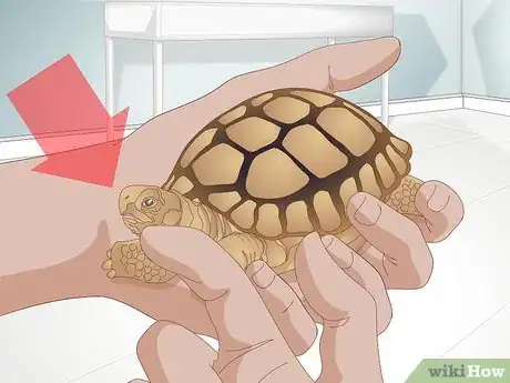Image titled Diagnose Stomatitis in Tortoises Step 9