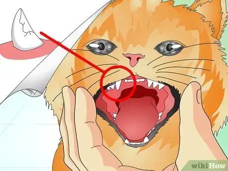 Image titled Check Your Cat's Teeth Step 4