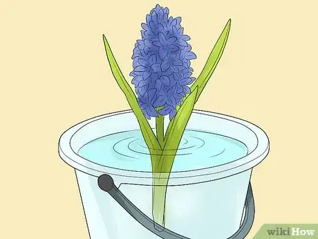 Image titled Prevent Hyacinth Flowers from Flopping Step 13