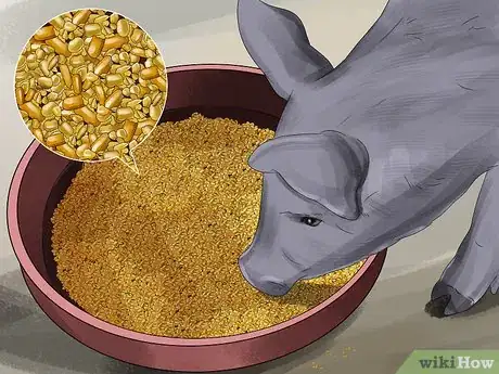 Image titled Feed Pigs Step 1