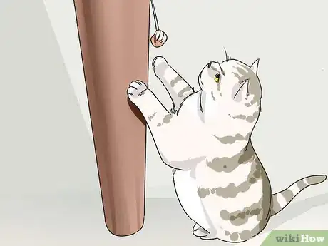 Image titled Identify an American Shorthair Cat Step 10