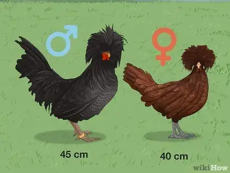 Image titled Male vs Female Polish Chickens Step 3