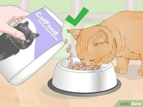 Image titled Treat Your Cat's Dental Problems Step 11