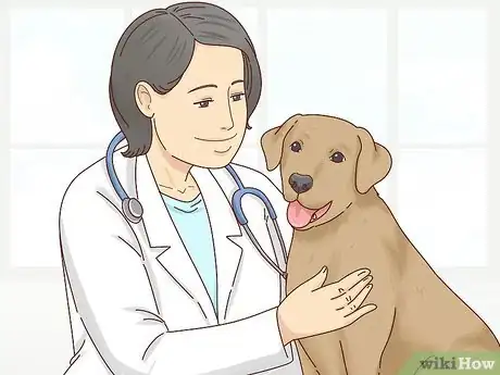Image titled Care for a Labrador Retriever Step 9