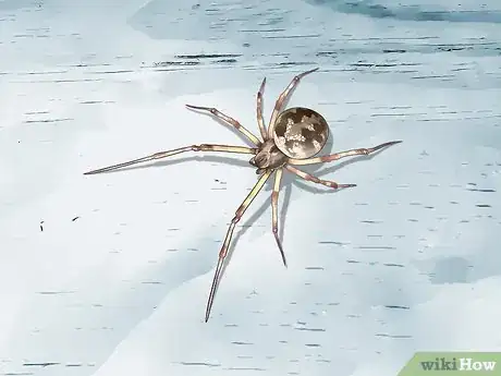 Image titled Identify a Garden Spider Step 13