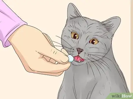 Image titled Get a Cat to Stop Meowing Step 22