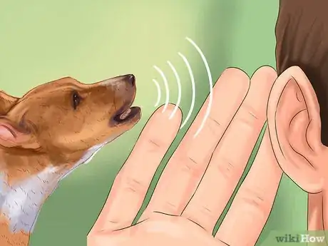 Image titled Identify a Basenji Dog Step 7