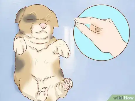 Image titled Revive a Puppy Step 16