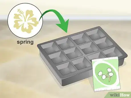 Image titled Grow Gerbera Daisies Step 1
