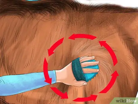 Image titled Use a Curry Comb on a Horse Step 11