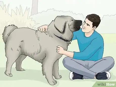 Image titled Identify a Caucasian Shepherd Dog Step 16