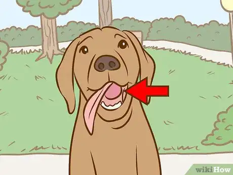 Image titled Recognize and Treat Salivary Mucocele in Dogs Step 2