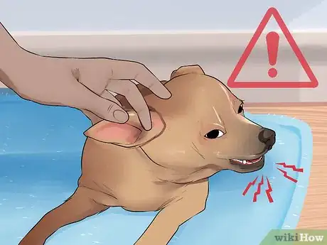 Image titled Bond with an Aloof Dog Step 9