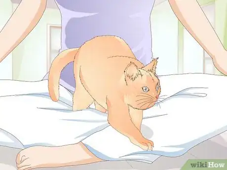 Image titled Teach Your Cat to Kiss Step 9