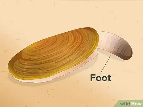 Image titled Clam vs Scallop Step 8