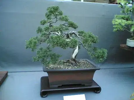 Image titled Bonsai Trees