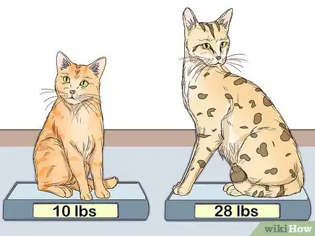 Image titled Identify a Savannah Cat Step 4
