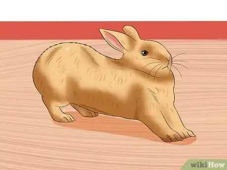 Image titled Calm a Rabbit During a Thunderstorm Step 1