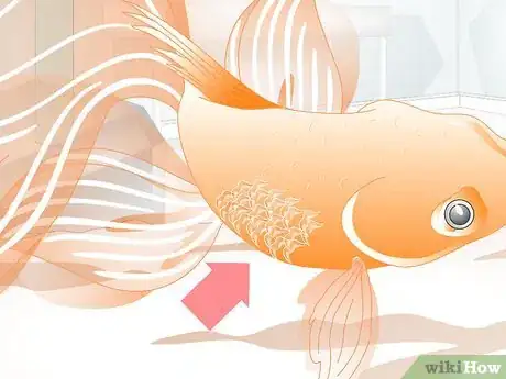 Image titled Cure Goldfish Dropsy Step 3