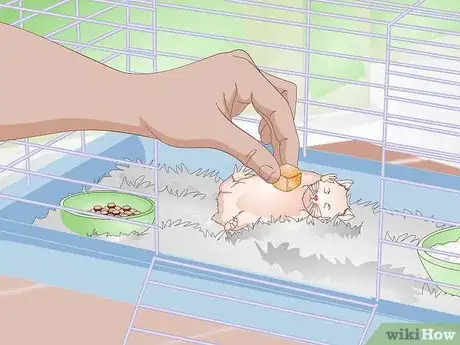 Image titled Wake up Your Hamster Without Scaring It Step 2