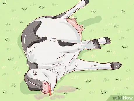 Image titled Treat and Prevent Bloat in Cattle Step 6