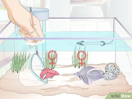 Image titled Add a Betta to a Community Tank Step 8