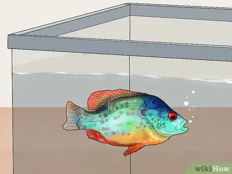 Image titled Keep Bass and Other American Gamefish in Your Home Aquarium Step 14