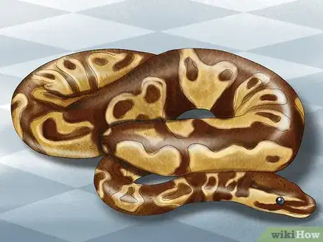 Image titled Care for Your Ball Python Step 1