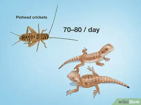 Image titled How Many Crickets to Feed a Baby Bearded Dragon Step 1