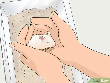 Image titled Tell if a Mouse Is Male or Female Step 1