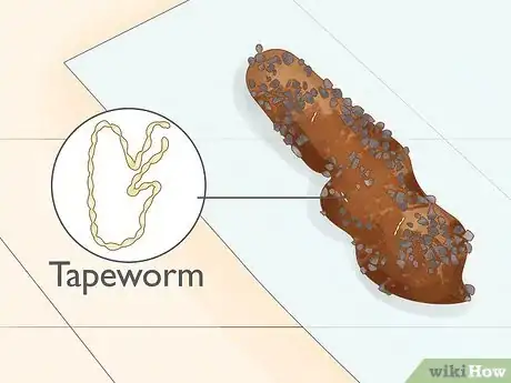 Image titled Identify Worms in a Cat Step 10