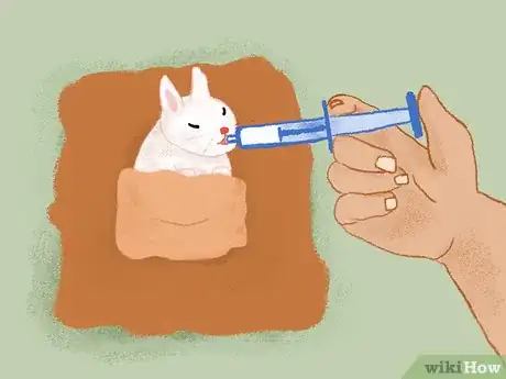 Image titled Take Care of a Pregnant Rabbit Step 11