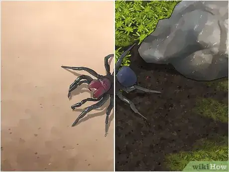 Image titled Identify a Mouse Spider Step 9