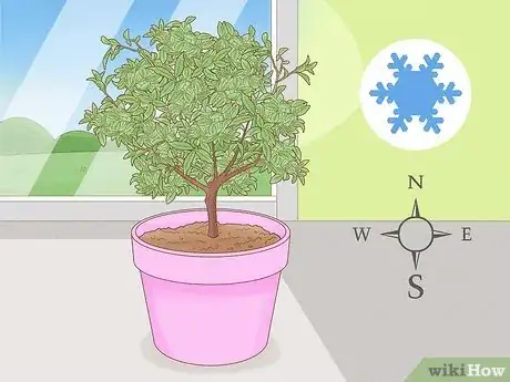 Image titled Grow Kumquat Step 12