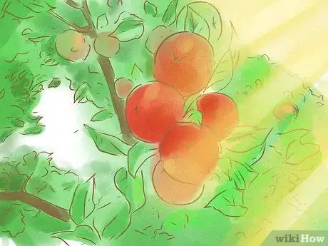 Image titled Tell if Apples on Your Tree Are Ripe Step 1