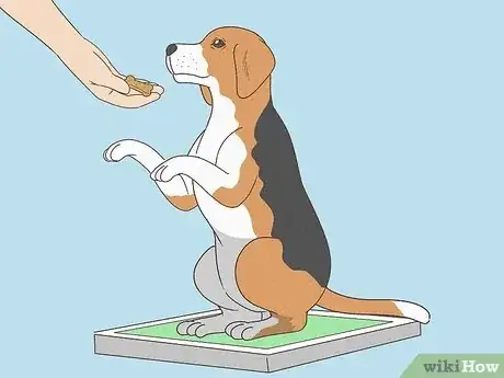 Image titled Prepare Your Dog for the Vet Step 5