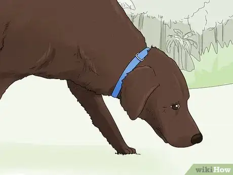 Image titled Identify a Labrador Retriever Step 14