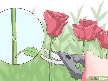 Image titled Make Roses Last Longer Step 6