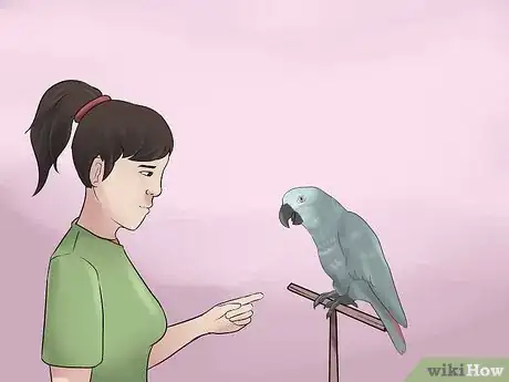 Image titled Know if an African Grey Parrot Is Right for You Step 5