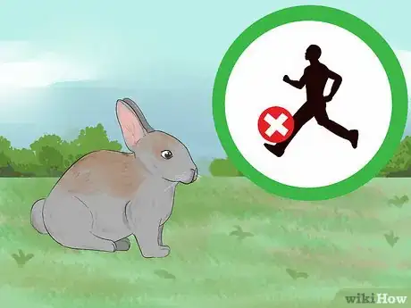 Image titled Catch a Pet Rabbit Step 1