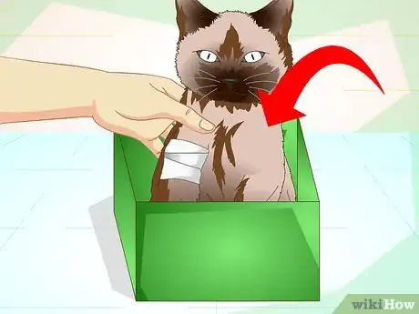 Image titled Help a Cat with a Broken Shoulder Step 8