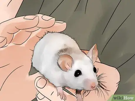 Image titled Get Rid of Mites on Pet Mice Step 8