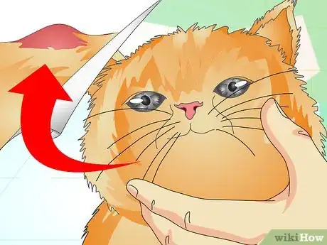 Image titled Check Your Cat's Teeth Step 2