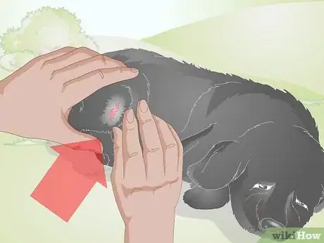 Image titled Take Care of an Injured Stray Puppy Step 4