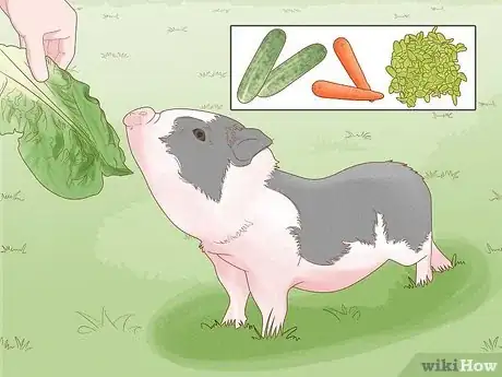 Image titled Care for a Miniature Potbellied Pig Step 4