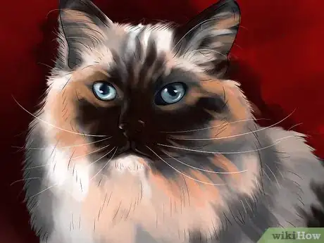 Image titled Identify a Ragdoll Cat Step 1
